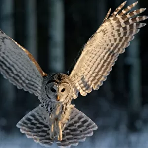 Owls Collection: Barred Owl