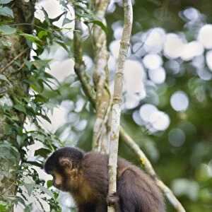 Cebidae Collection: Black-horned Capuchin