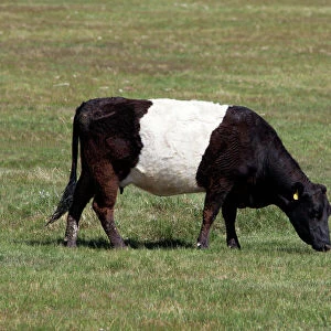 Popular Themes Collection: Belted Galloway