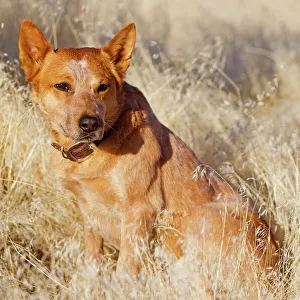 Pastoral Collection: Australian Cattle Dog
