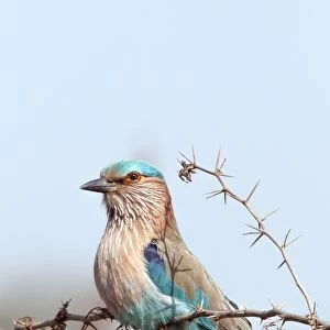 Rollers Collection: Indian Roller
