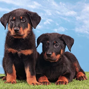 Pastoral Collection: Beauceron