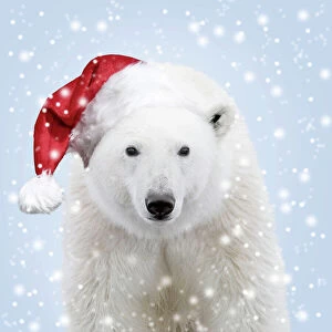 Ursidae Collection: Polar Bear