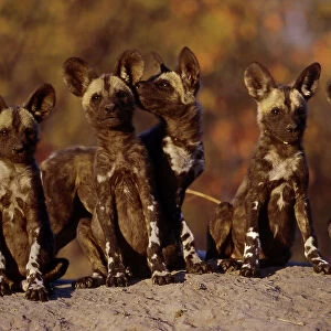 Dogs (Wild) Collection: African Wild Dog