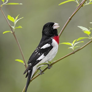 Cardinals And Grosbeaks Collection: Rose Breasted Grosbeak
