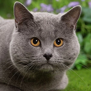 Cats (Domestic) Collection: Chartreux
