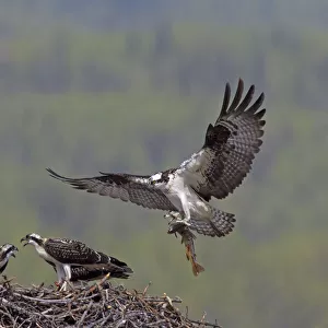 Ospreys Collection: Related Images