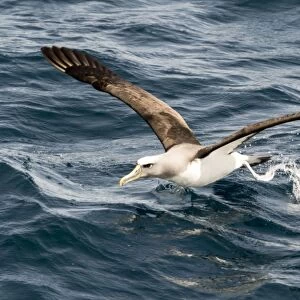 Seabirds Collection: Albatrosses