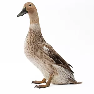 Ducks Collection: Welsh Harlequin Duck