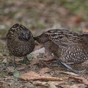 New World Quail Collection: Spotted Wood Quail