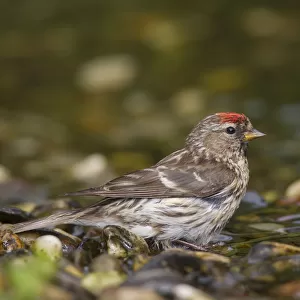 Finches Collection: Common Redpoll