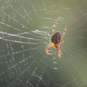 Spiders Collection: Cross Orbweaver
