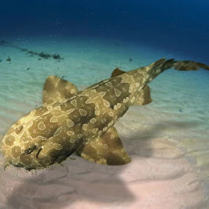W Collection: Wobbegong