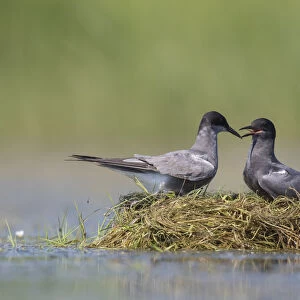 Laridae Collection: Black Tern