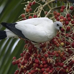 Pigeons Collection: Pied Imperial Pigeon