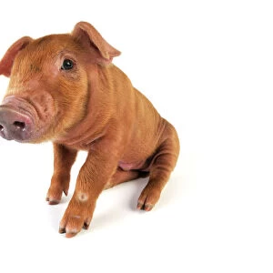 Pigs Collection: Duroc