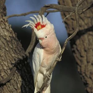 Pink Cockatoo / Major Mitchell - In tree - South Australia - Mostly in arid and semi-arid interior - Habitat is grasslands-gibber-saltbush and mulga often near timbered watercourses and in larger shrubs