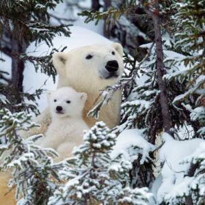 Polar Bear - with babies Canada