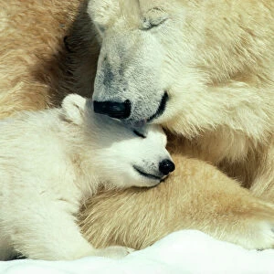 Polar Bear With cub