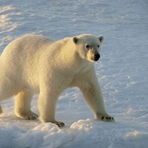 Polar bear - female walking on pack ice - Svalbard - Norway