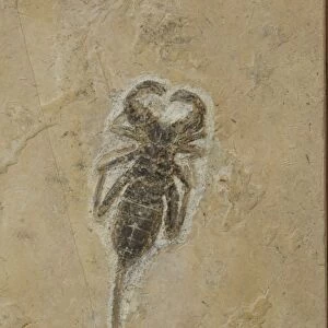 Pseudoscorpion Fossil - Ceara-Brazil - from Santana Formation - Lower Cretaceous