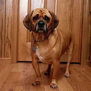 Puggle Dog - a crossbreed between a Beagle & a Pug