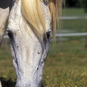 Pure Blood Arab Horse - Flea bitten grey