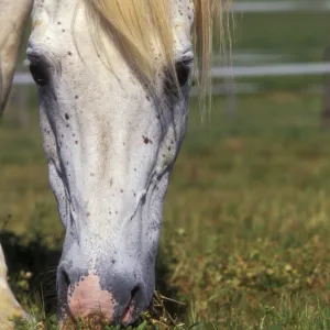 Pure Blood Arab Horse - Flea bitten grey