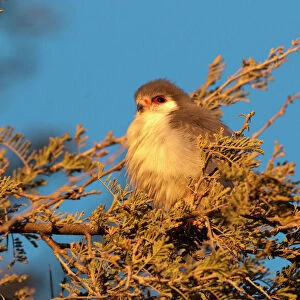 Accipitridae Collection: African Pygmy Falcon
