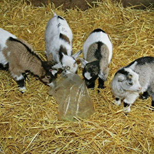 Goats Collection: Pygmy