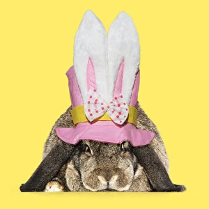 Rabbit. French lop ( agouti ) wearing Easter top hat