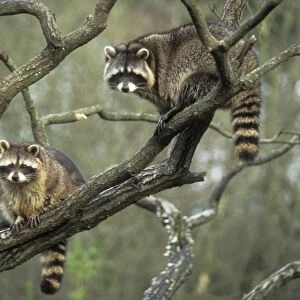 Racoons SM 1067 x 2 in tree Procyon iotor © Stefen Meyers / ardea. com