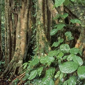 Rainforest - Primary Rainforest, Strangler fig. Danum Valley Conservation area, Sabah, Borneo