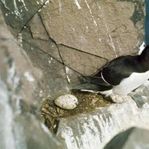 Razorbill - at nest site and egg