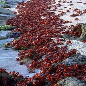 Red Crab - males dipping to replenish water/salt - Chistmas Island, Indian Ocean