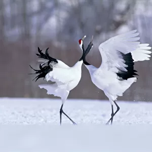Cranes Collection: Red Crowned Crane