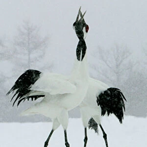 Gruiformes Collection: Cranes