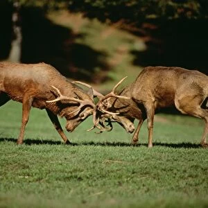 Red Deer - fighting