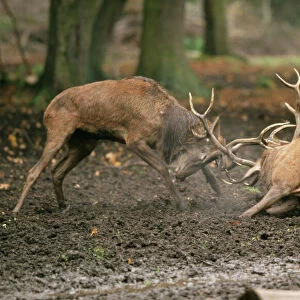 Red Deer SM 1511 Fighting Cervus elaphus © Stefan Meyers / ARDEA LONDON