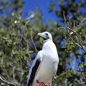 Red-footed Booby - Seychelles