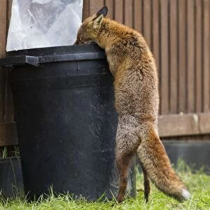Red Fox - in back garden scavenging from dustbin 11874