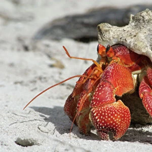 Crustaceans Collection: Hermit Crab