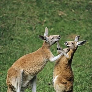 Red Kangaroo - 2 animals boxing, Emmen, Holland