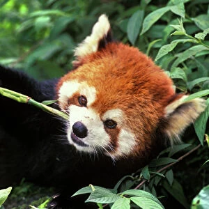 Red/Lesser Panda - Eating bamboo shoot. 2mu383 Wolong Nature Reserve, China