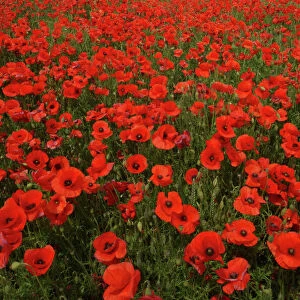 Red Poppies in April Faringdon Oxon UK
