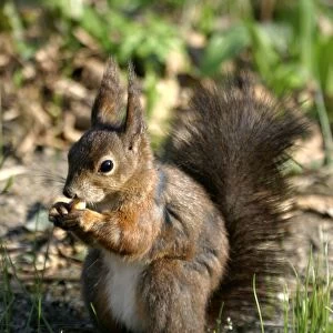 Red Squirrel - feeding on nut. Vienna. Austria
