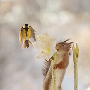 Red squirrel holding a white Hippeastrum flower with flying titmouse