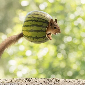 Red Squirrel inside a watermelon in the air