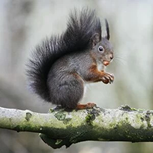 Red Squirrel - sitting on branch with hazel nut, Lower Saxony, Germany