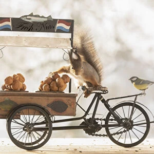 red squirrel standing on a cargo bike with walnuts and titmouse